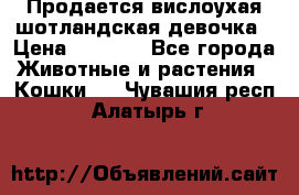 Продается вислоухая шотландская девочка › Цена ­ 8 500 - Все города Животные и растения » Кошки   . Чувашия респ.,Алатырь г.